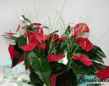 Plantas a domicilio en Zaragoza | Floristería LE